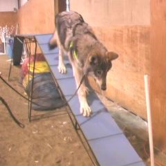 dogwalk1