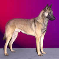 malbody.gif (47876 bytes)