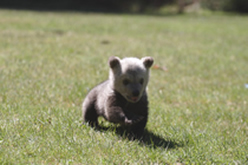 GrizzlyBear