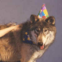britbirthday.jpg (35167 bytes)