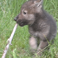 chewingstik.gif (178267 bytes)