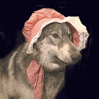inbonnet.gif (128824 bytes)