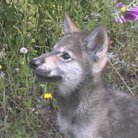 profile.gif (197390 bytes)