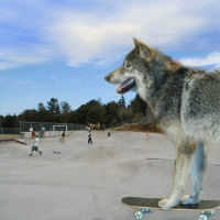 skateboard.gif (139371 bytes)