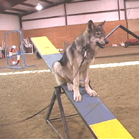 teeter5.gif (147081 bytes)