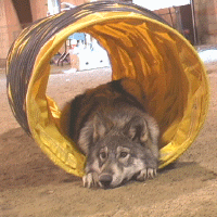 tunnel2.gif (153056 bytes)